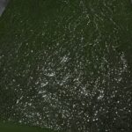 Olive Green Lace | 5 yards view 2